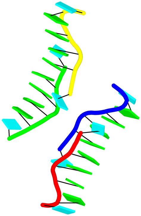 3dna Homepage Nucleic Acid Structures