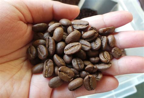 Mindanao Being Eyed As New Coffee Hub Business As Usual Business