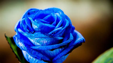 pictures blue roses flowers closeup 1920x1080