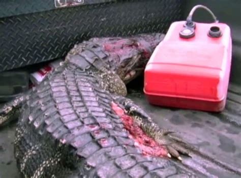 Alligator Bites Off Swimming Teens Arm In Florida The Independent