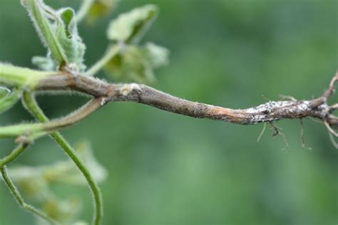 Differentiating Between Phytophthora Root Rot And Stem Canker