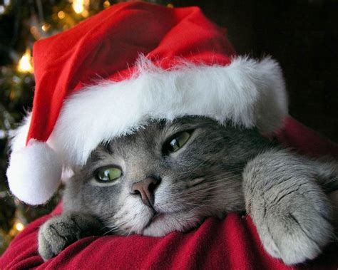 Cat Animals Feline Christmas Wallpapers Hd Desktop