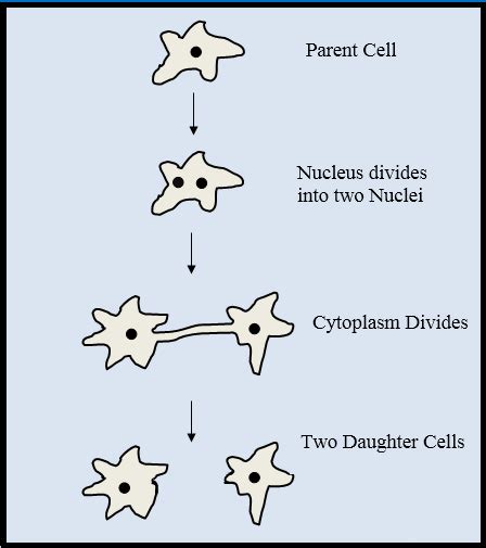 Explain Asexual Reproduction In Amoeba With Diagram