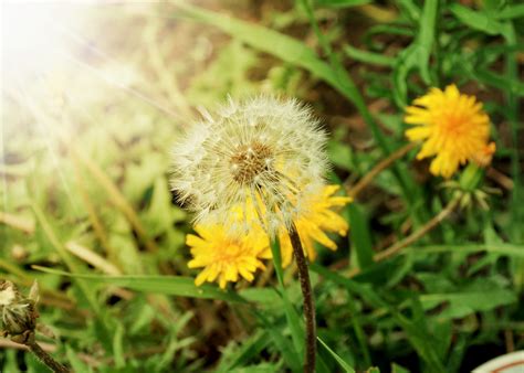 Dandelions Free Stock Photo Public Domain Pictures