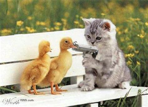 Funny And Wild Animals Funny Cats With Guns