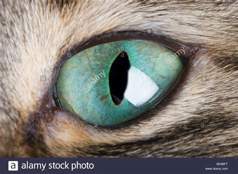 Cat Eye Macro A Close Up Of A Cats Eye Showing The