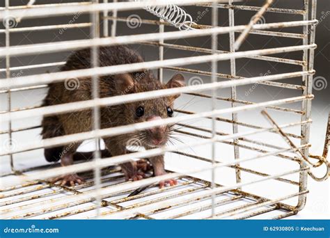 Close Up Of Anxious Rat Trapped In Metal Cage Stock Image Image Of