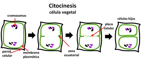 Citocinesis En Celulas Vegetales Dinami