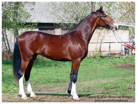 orlov trotter horses horse breeds beautiful horses