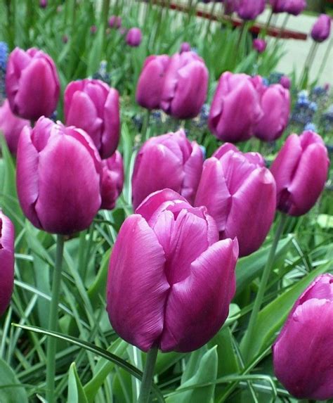 Purple Prince Tulip 10 Bulbs 12 Cm Bulbs Purple Tulips Bulb