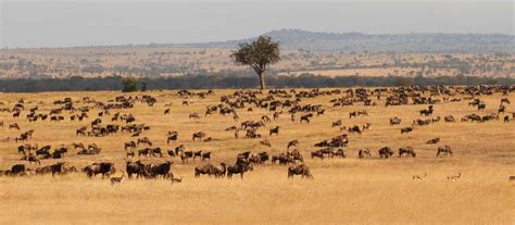 African Safari Embark On This Trip To Find Ultimate Tourist Settings