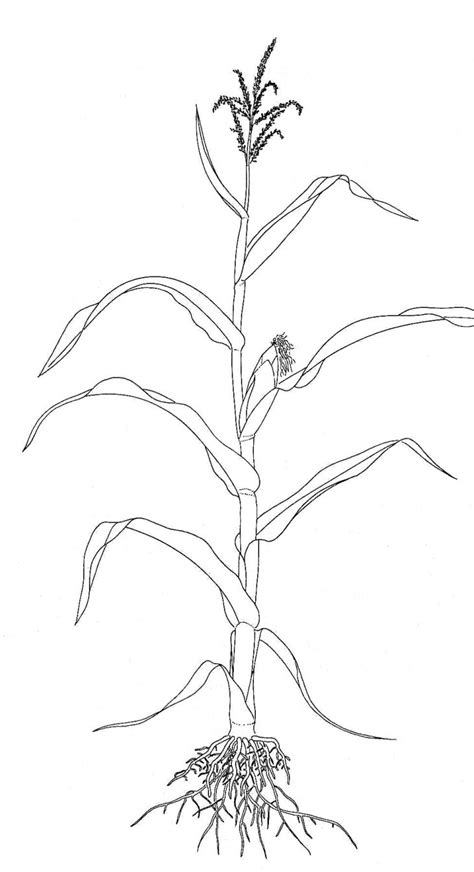 Corn Plant Plant Drawing Corn Drawing