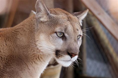 Puma travel trailers and fifth wheels when you're looking for adventure, nothing is better suited for family fun than a puma. In der Tierwelt Herberstein gibt es einen neuen Puma