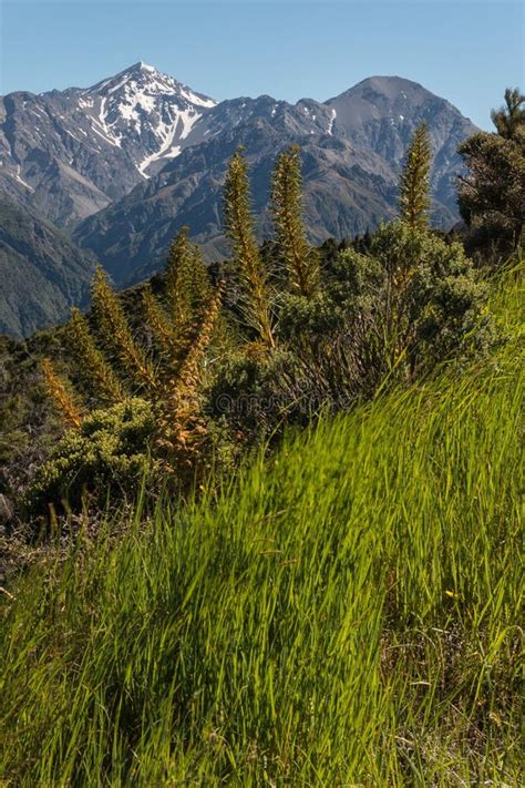 Alpine Vegetation In New Zealand Stock Photo Image Of Slope Sharp