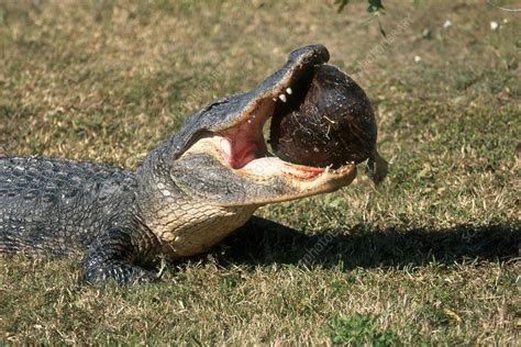 Alligator Eating Turtle Stock Image C0021905 Science Photo Library