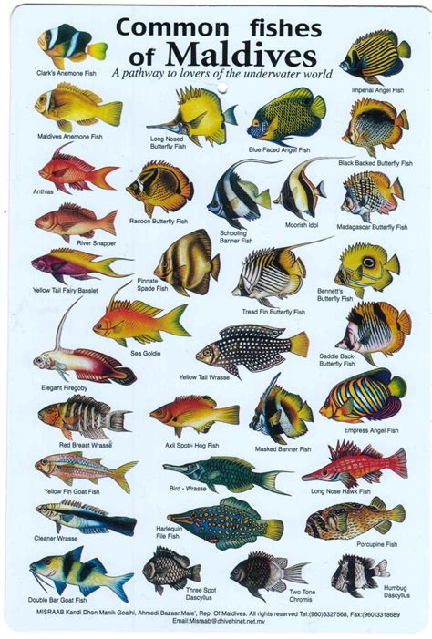 Indian Ocean Fish Fishes Maldives Zanzibar Fish Diving Books Fish Chart Types Of Fish