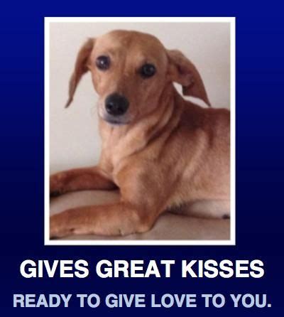 Welcome to dream dachshund rescue, education & adoption mission. Adopt Missy on | Dachshund mix