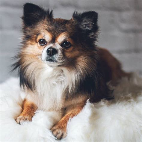 A qué razas de perro no se les debe cortar el pelo