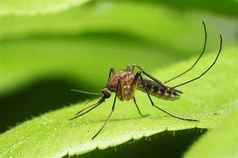 Five Fast Facts About Those Pesky Mosquitoes Forest Preserve District