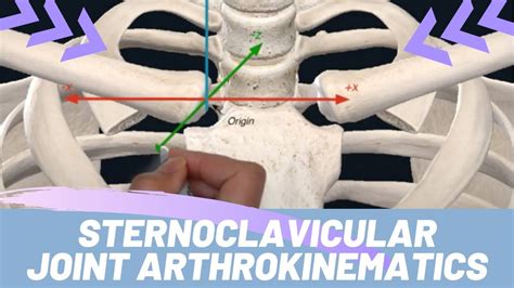 Kinesiology Of The Shoulder Girdle Animation Sternoclavicular Joint