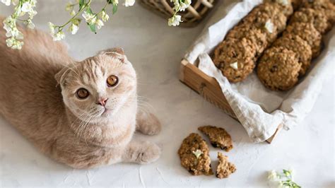 Can Cats Eat Cookies A Feline Conundrum For The Baking Season Furballfun