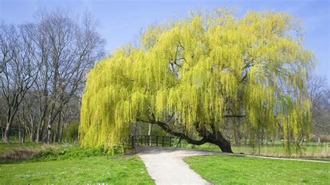 Weeping Willow Tree Guide Planting Care Tips For Willow Trees