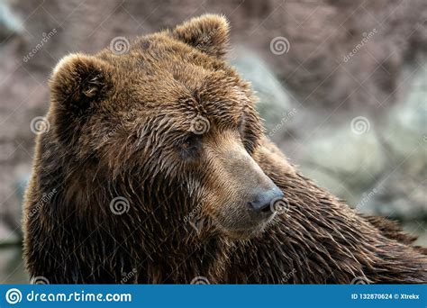 Front View Of Brown Bear Portrait Of Kamchatka Bear Stock Photo