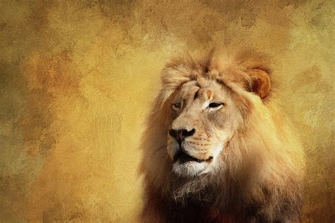 Majestic Lion Digital Art By Terry Davis