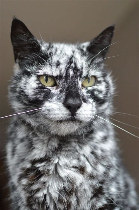 4831 Best Cats Gotta Love Fur Babies Images On Pinterest Kitty