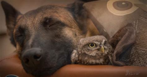 Rescue Owl And Dog Make An Odd Pair But Also The Sweetest