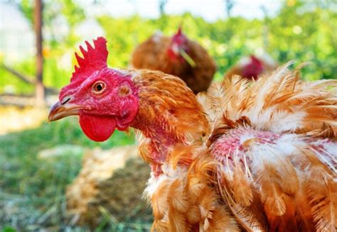 How To Treat Lice And Mites In Chickens