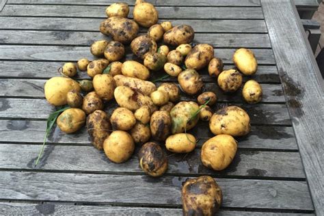 Wer nur einen kleinen garten hat, kann platz sparen und kartoffeln im hochbeet anbauen: Kartoffeln im Garten pflanzen und ernten - wann und wie?