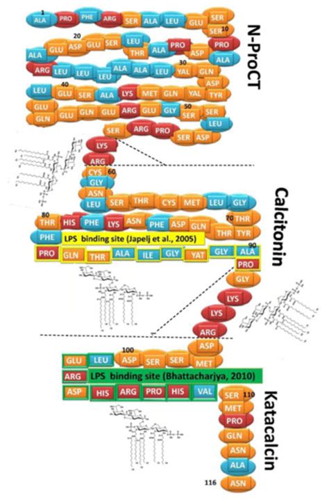 Putative Lps Binding Sites On Pct Molecule Proposed Lps Binding Sites