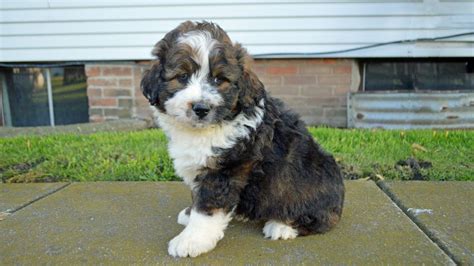 They are a cross between a golden retriever & a poodle. Bernedoodle Puppies For Sale Central Illinois - Pets Ideas