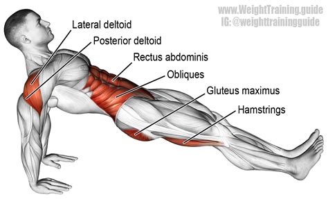Most notably, these include the erector spinae, rectus abdominis, transverse abdominus, trapezius, pectorals, and deltoids. High reverse plank exercise instructions and video ...