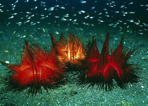 Sea Urchins Photograph By Georgette Douwma Fine Art America