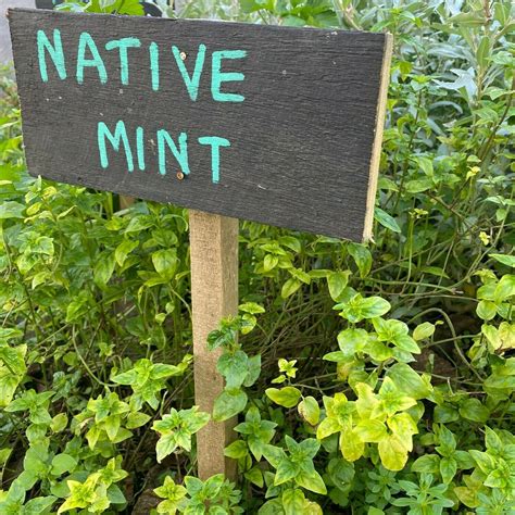 Native River Mint Mentha Australis Edible Eden Design Store