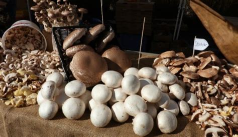 Choose The Right Mushrooms To Grow On Your Farm Hobby Farms