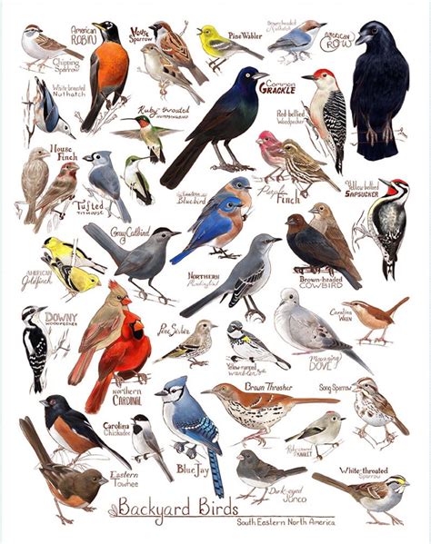 Backyard Birds Of South Eastern North America Etsy