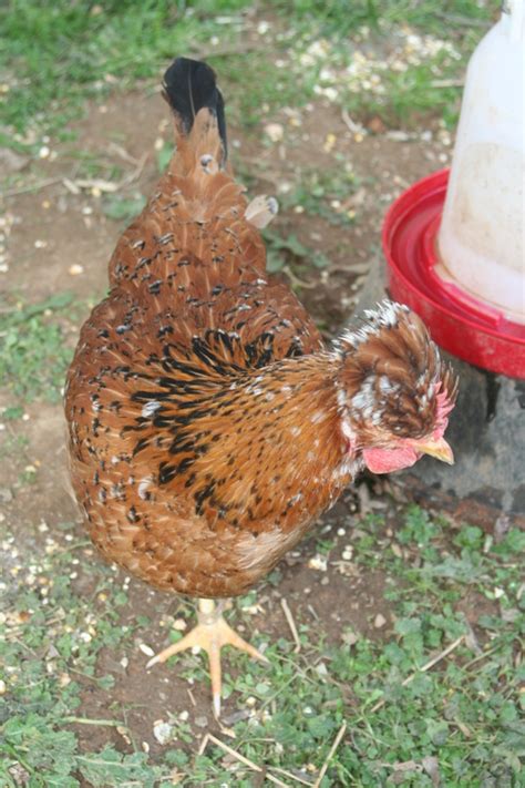 swedish flower chickens anglo american chickens and things