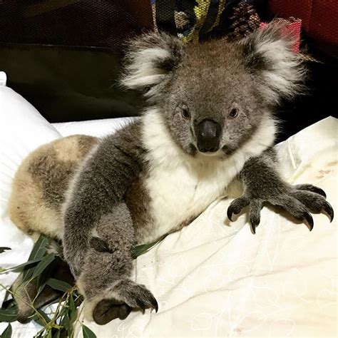 Adelaide Koala Rescue Adelaidekoalarescue Photos Et Vidéos