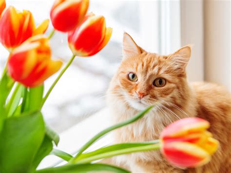 Curious cats will explore anything that interests them. Displaying Cat Safe Bouquets - Tips On Cat Friendly ...