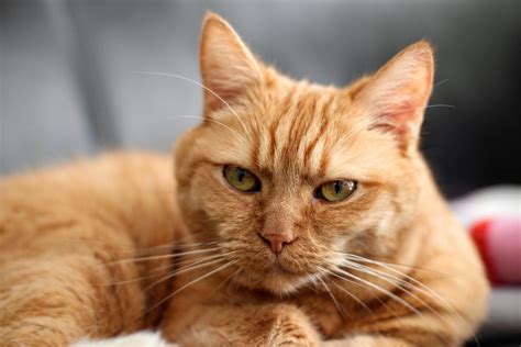 Bei einer ängstlichen katze sollte die quarantänezeit im katzenzimmer zudem entsprechend länger sein. Trotz Katzenallergie mit einer Katze unter einem Dach ...