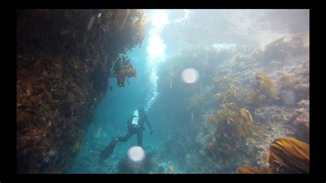 Laguna Beach Scuba Diving Shaws Cove In December Youtube
