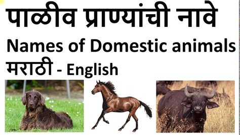 Top 138 Names Of Young Ones Of Animals In Marathi