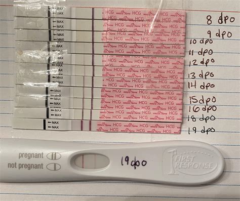 Finally got a dye stealer at 19 dpo with First Response! The rest of