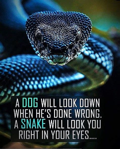 Really Good With Images Snake Quotes Joker Quotes