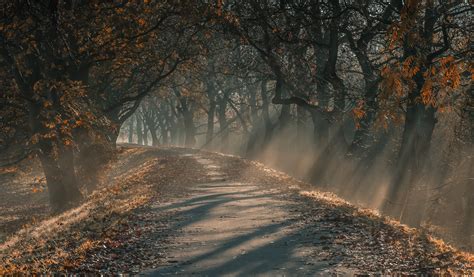 4555529 Nature Trees Mist Fall Landscape Path Sun Rays