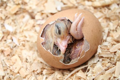 Kornerstone Farms Baby Chick