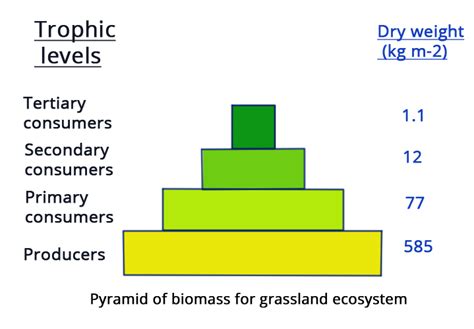 What Are Different Types Of Ecological Pyramid Definition Types And